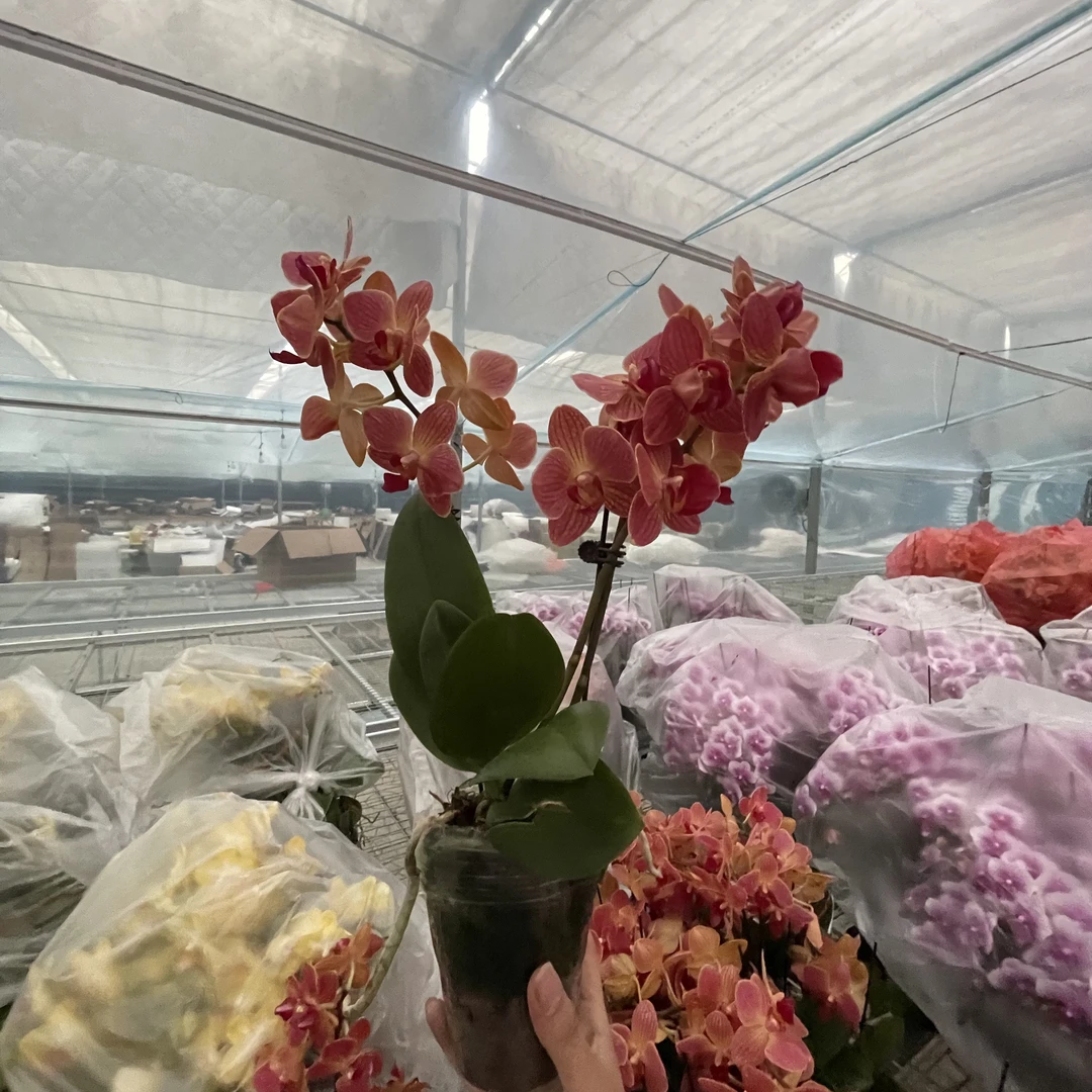【花之漫】（日升）3.0寸杯单剑蝴蝶兰花卉室内阳台桌面盆栽