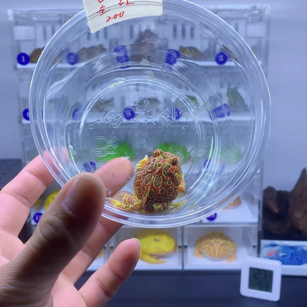 角蛙石墨烯材料科学与技术研究技术