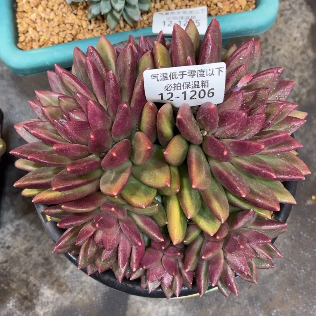 1206迷雾泡泡群多肉植物