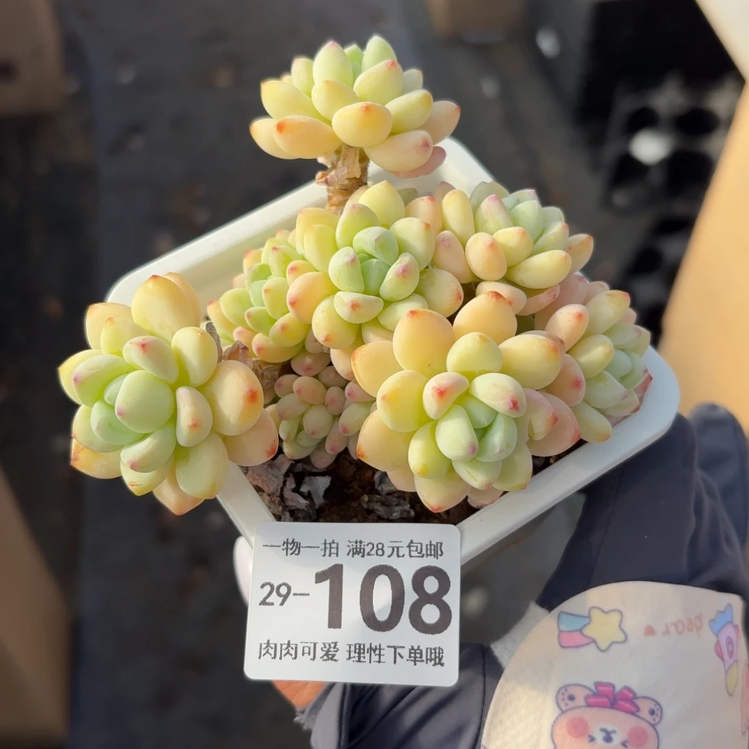 樱花罗琦无盆土发货无盆