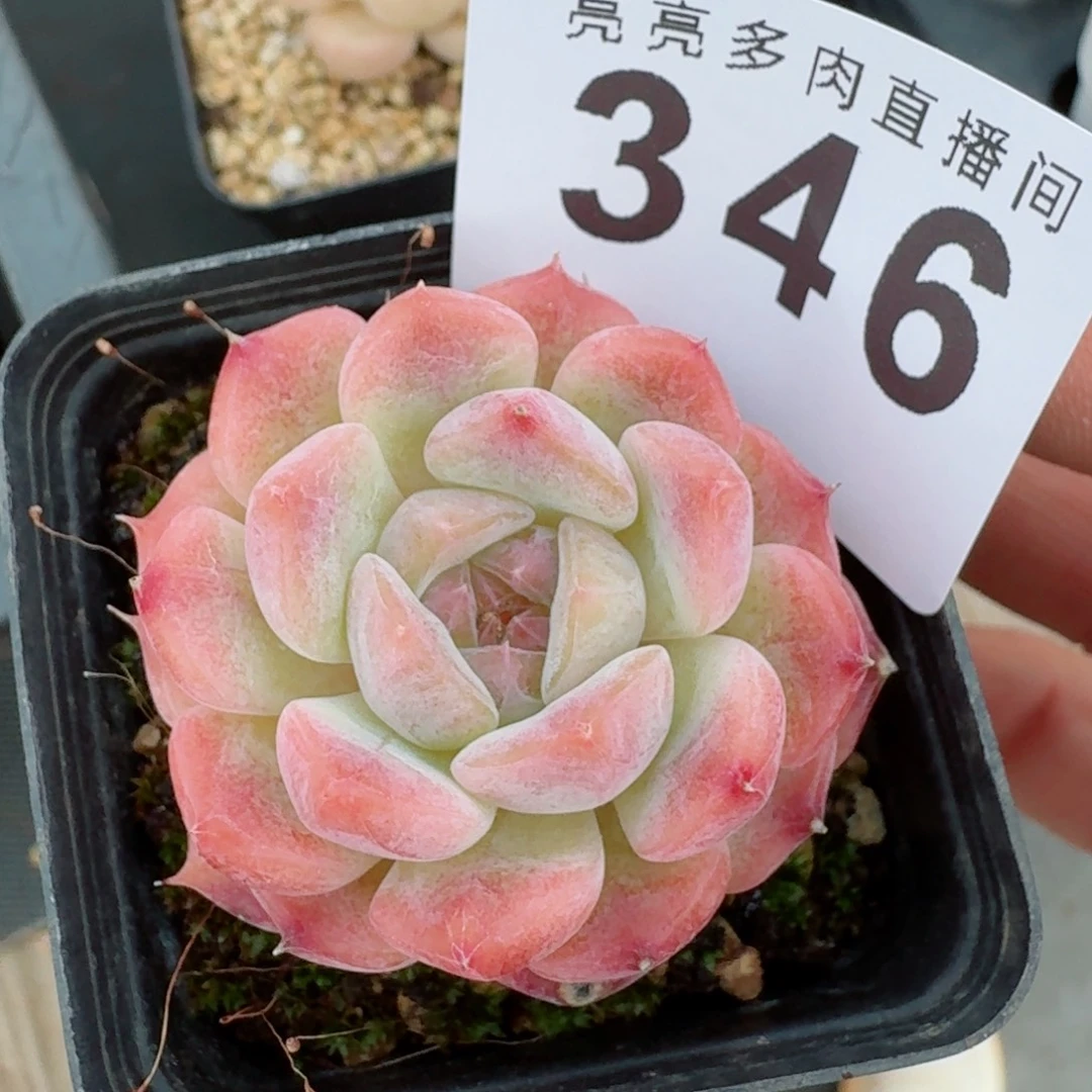 开播福利拍够包邮发货