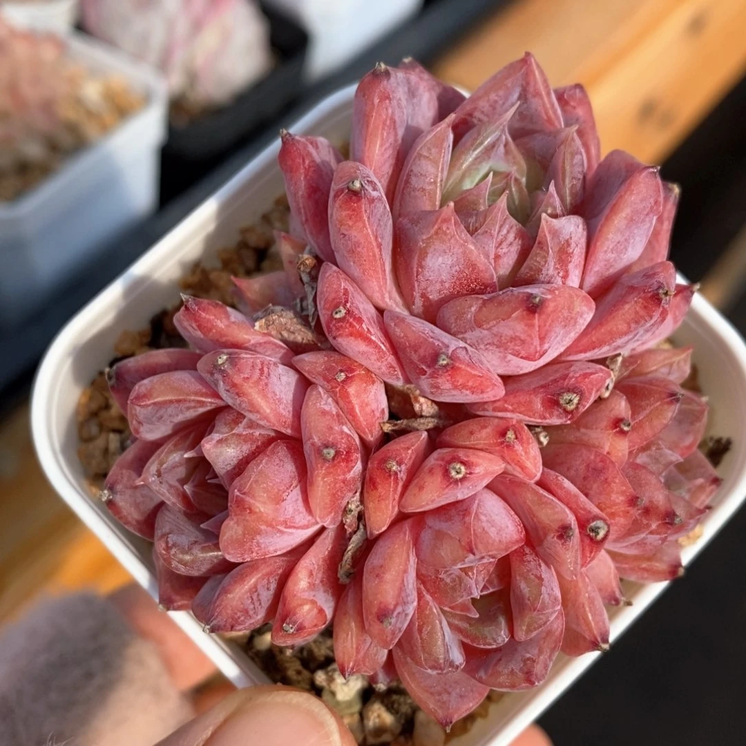 精品多肉一物一拍95