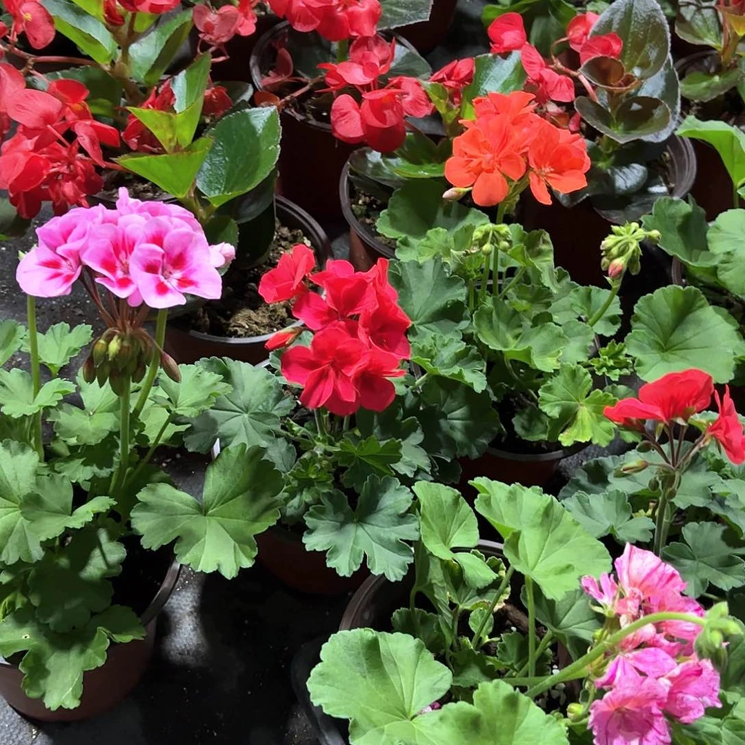 天竺葵两颗颜色可选