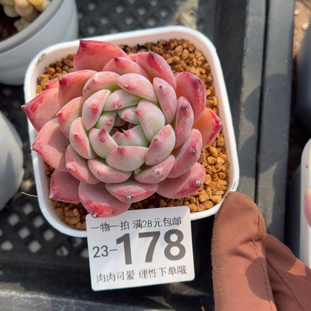 钻石卡罗拉多肉多肉多肉多肉