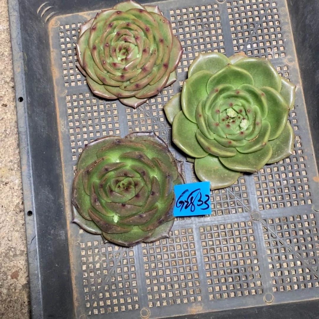 类**末多肉植物多肉植物2833