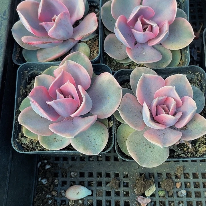 7方大彩虹带盆土发