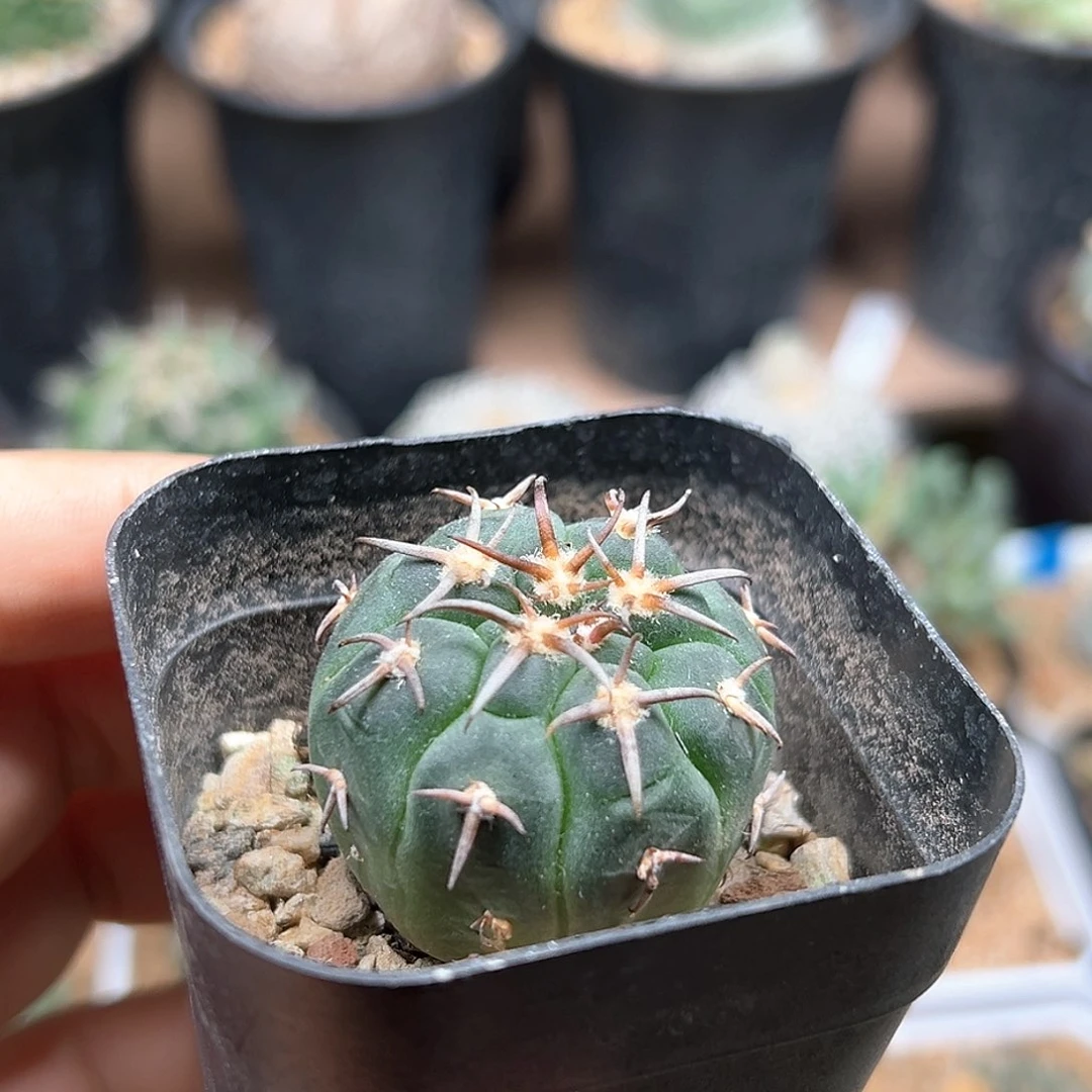 实生猫爪3.7cm一颗