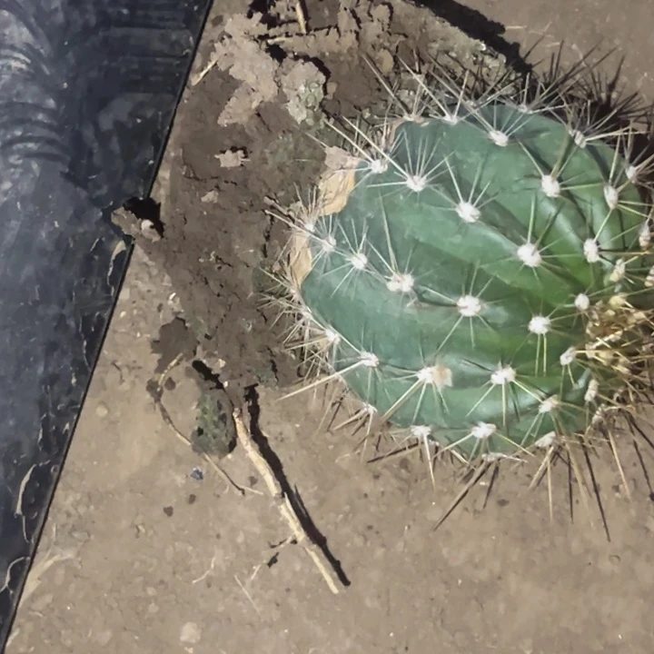 清清3-423根瑕疵有疤介意不拍