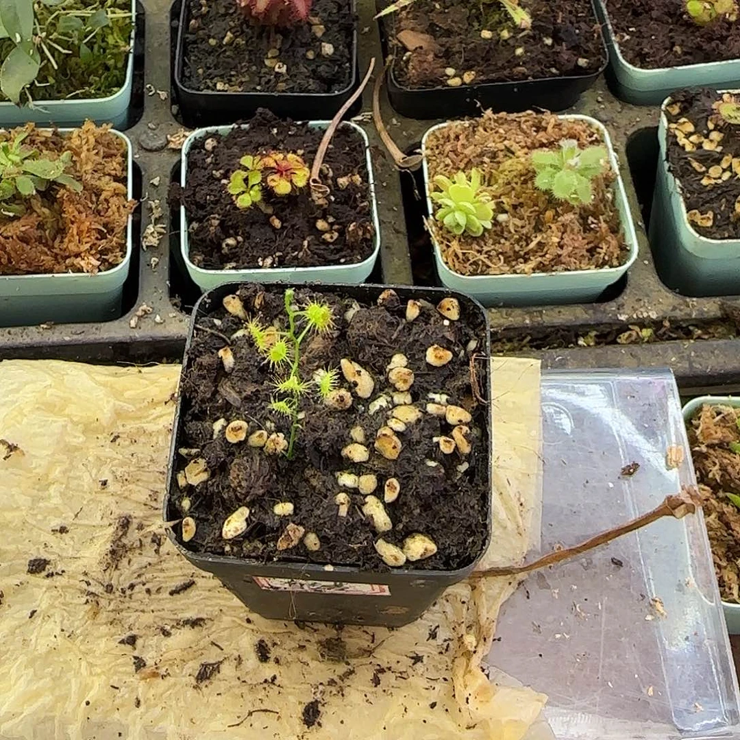 晓***然无花朵直立径茅膏菜