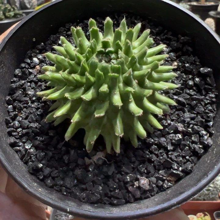 实生海胆大戟带盆111111111111