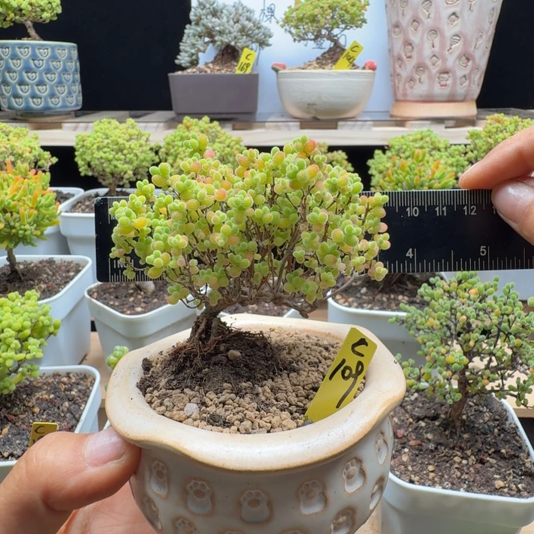 c109号蜜橘冠服8厘米左右