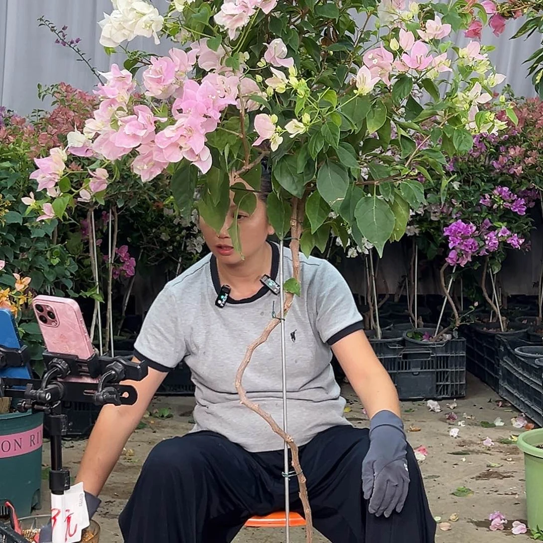 梦****当前无花栽培后可以开花B40广红樱