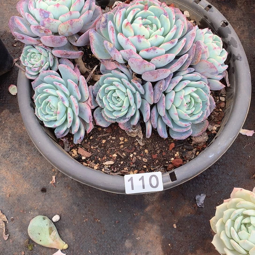 110捞橙 一物一拍多肉