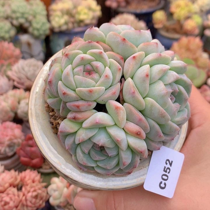 一物一拍含盆土满38包邮C052