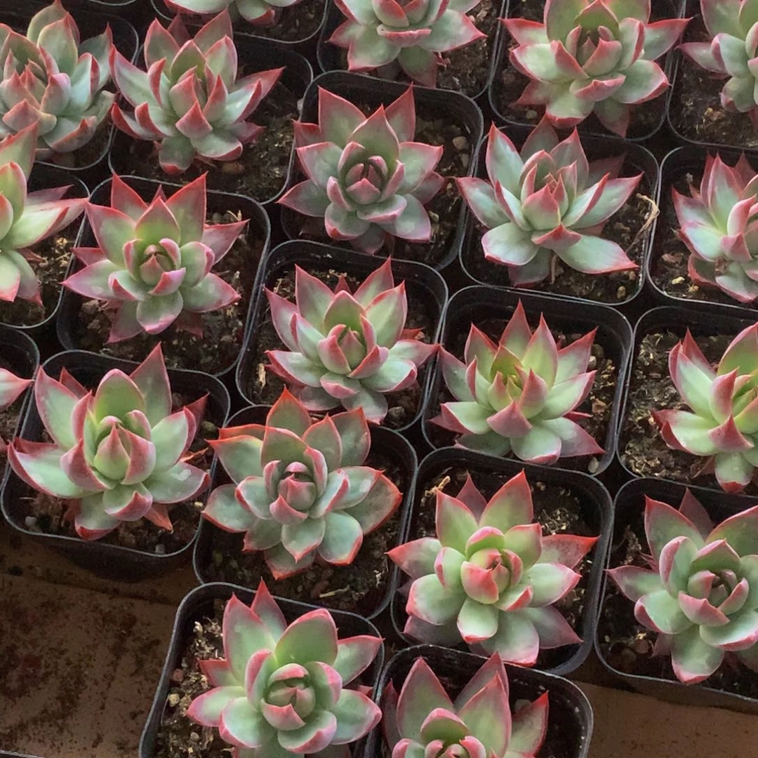 惊鸿仙子特价 （满9.99包邮。不满9.99发叶子）