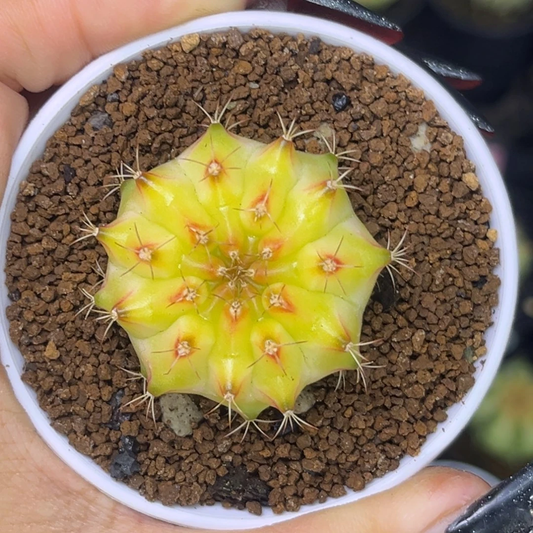 皇室黄轮回 带盆土发货