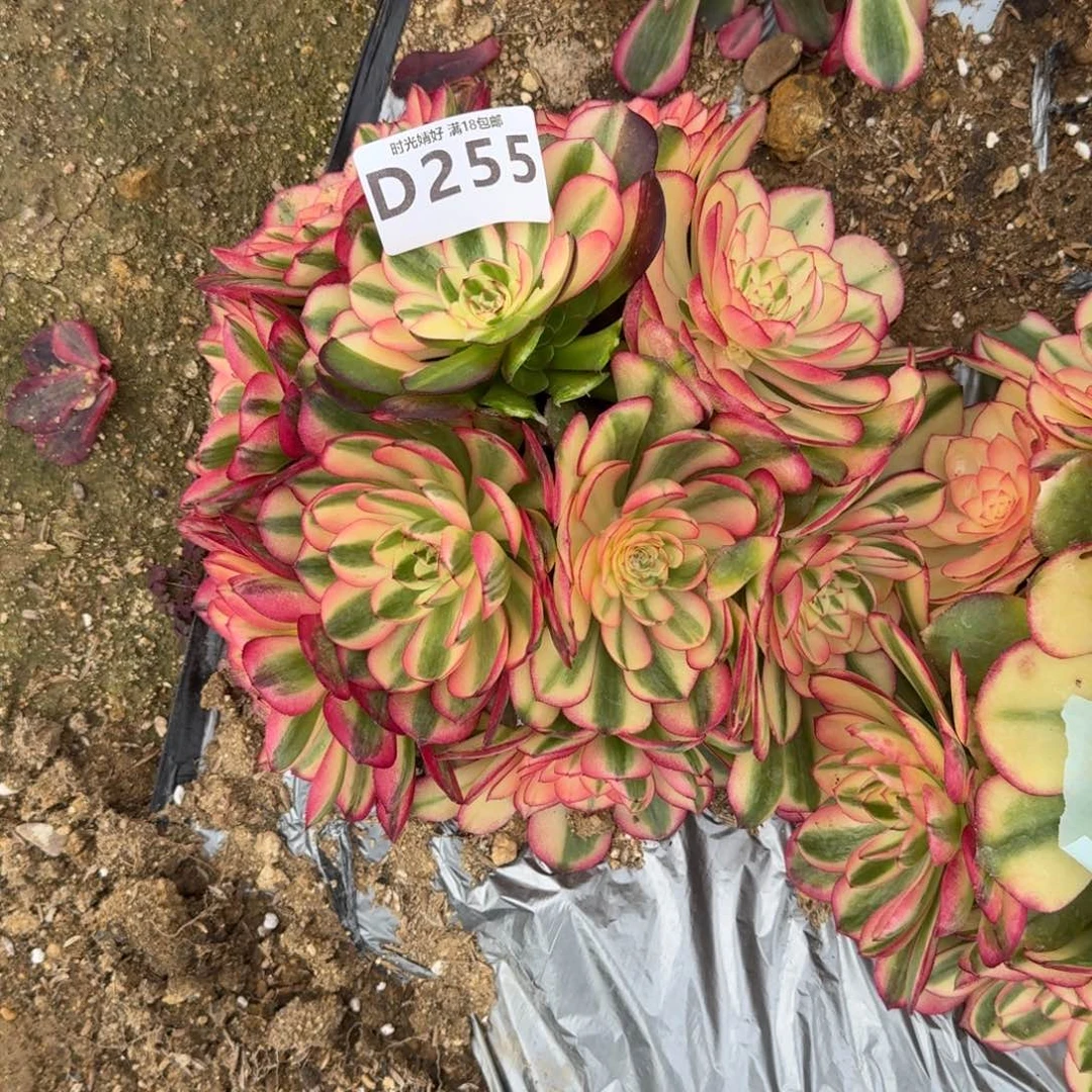 ?**?255荔枝多肉植物