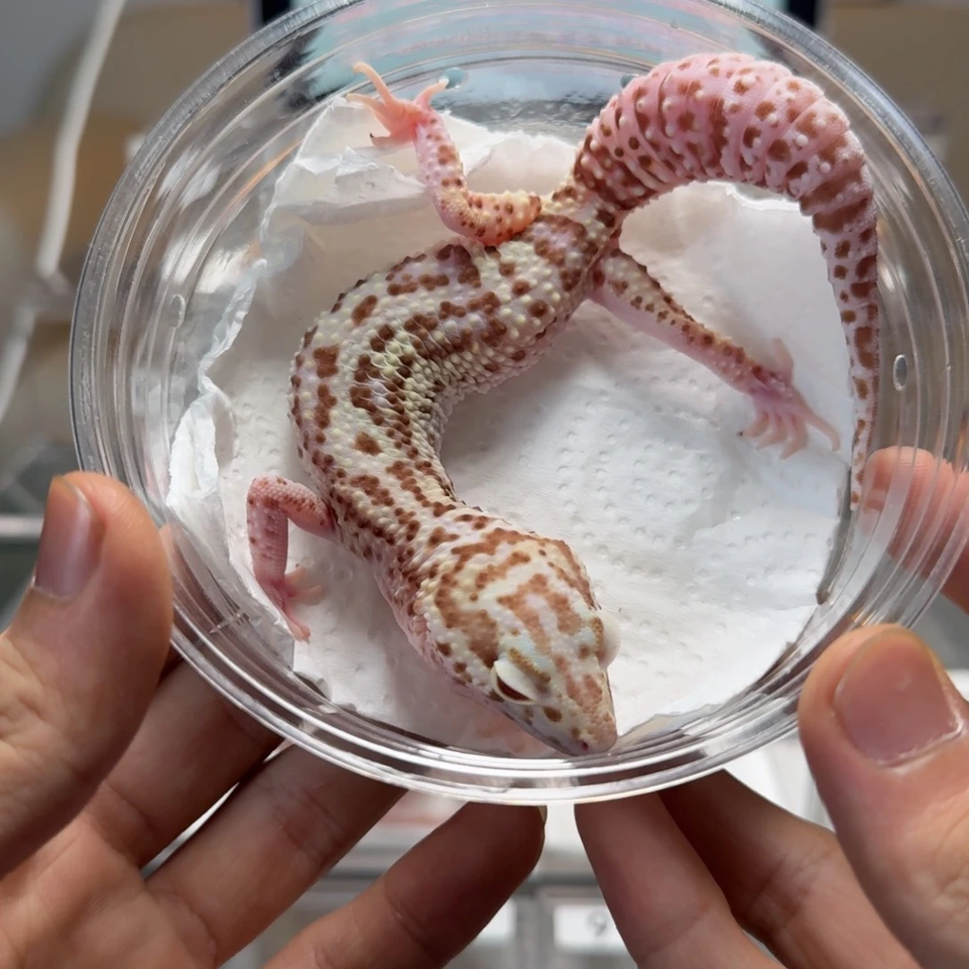 豹纹守宫贝尓雷达妹妹