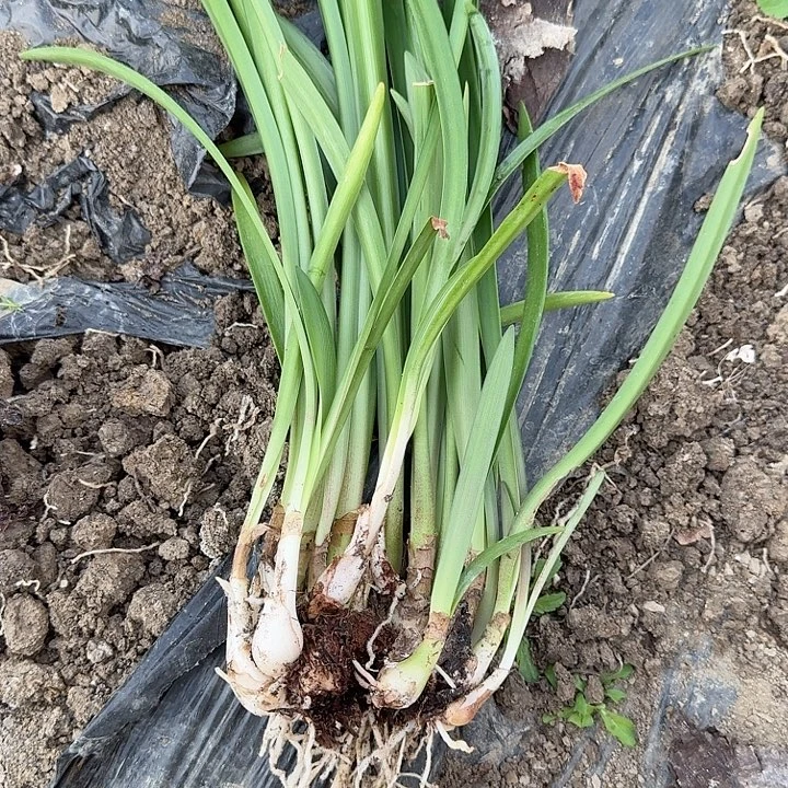 无名2号残球爆的一堆侧芽