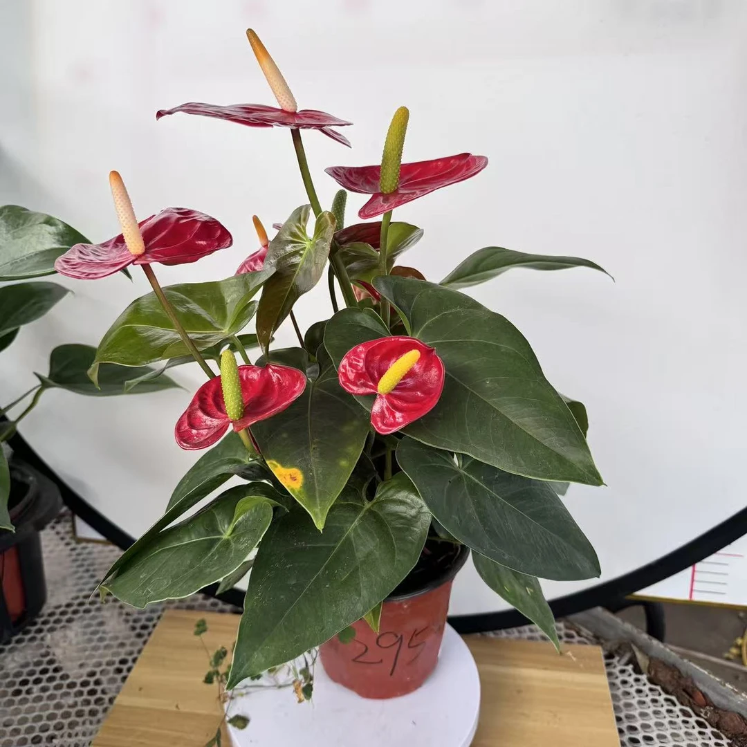 彩色红掌掌一物一拍编号295