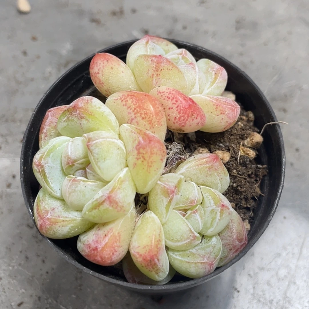 糖心小脸冰玉三头满35包邮