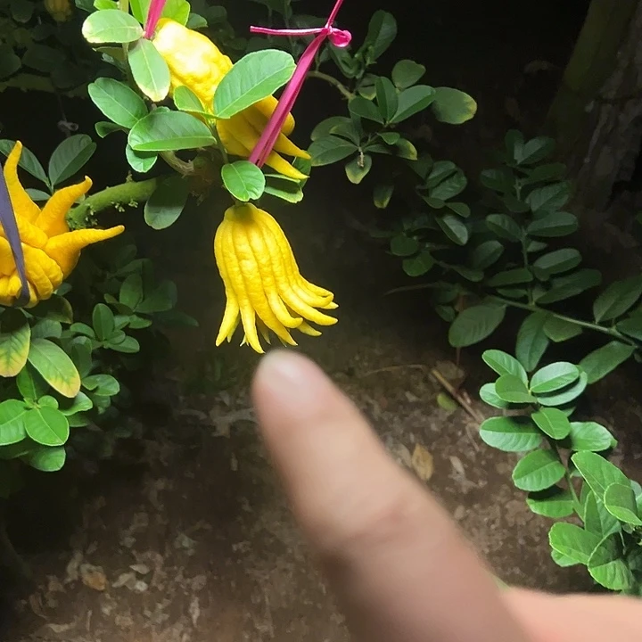 陶金华特色佛手果