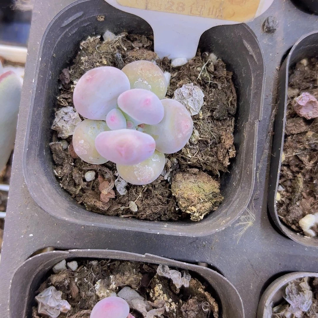 A379彩虹奶一物语拍