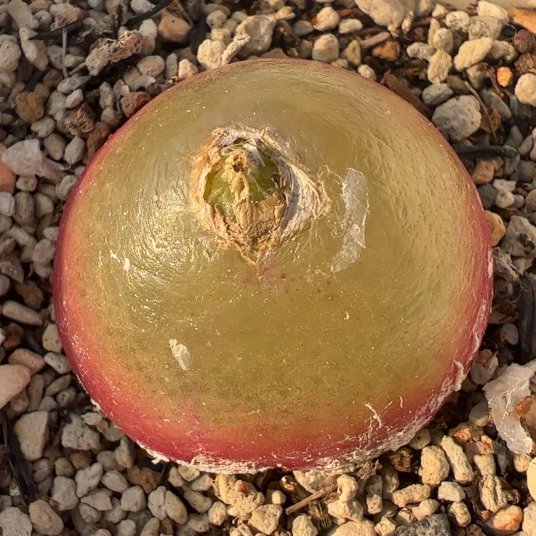 3厘米母本灯泡多肉植物百科