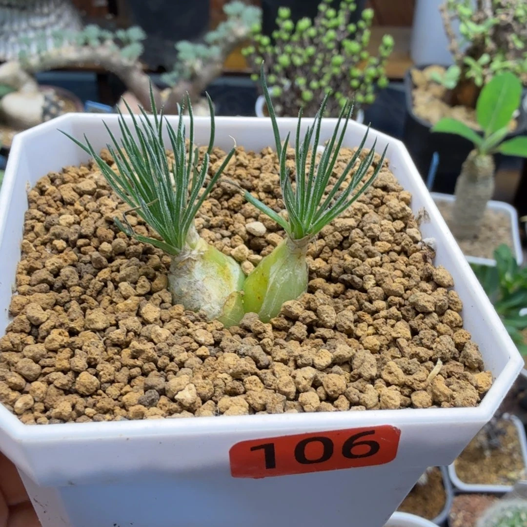 ****毛叶迷你海葱106仙人掌