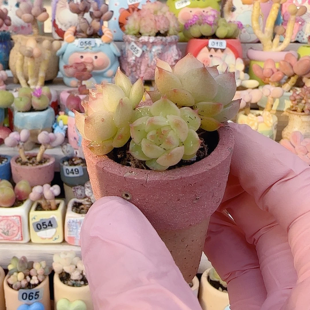 草***们麦秆 种冰淇淋喷 种好