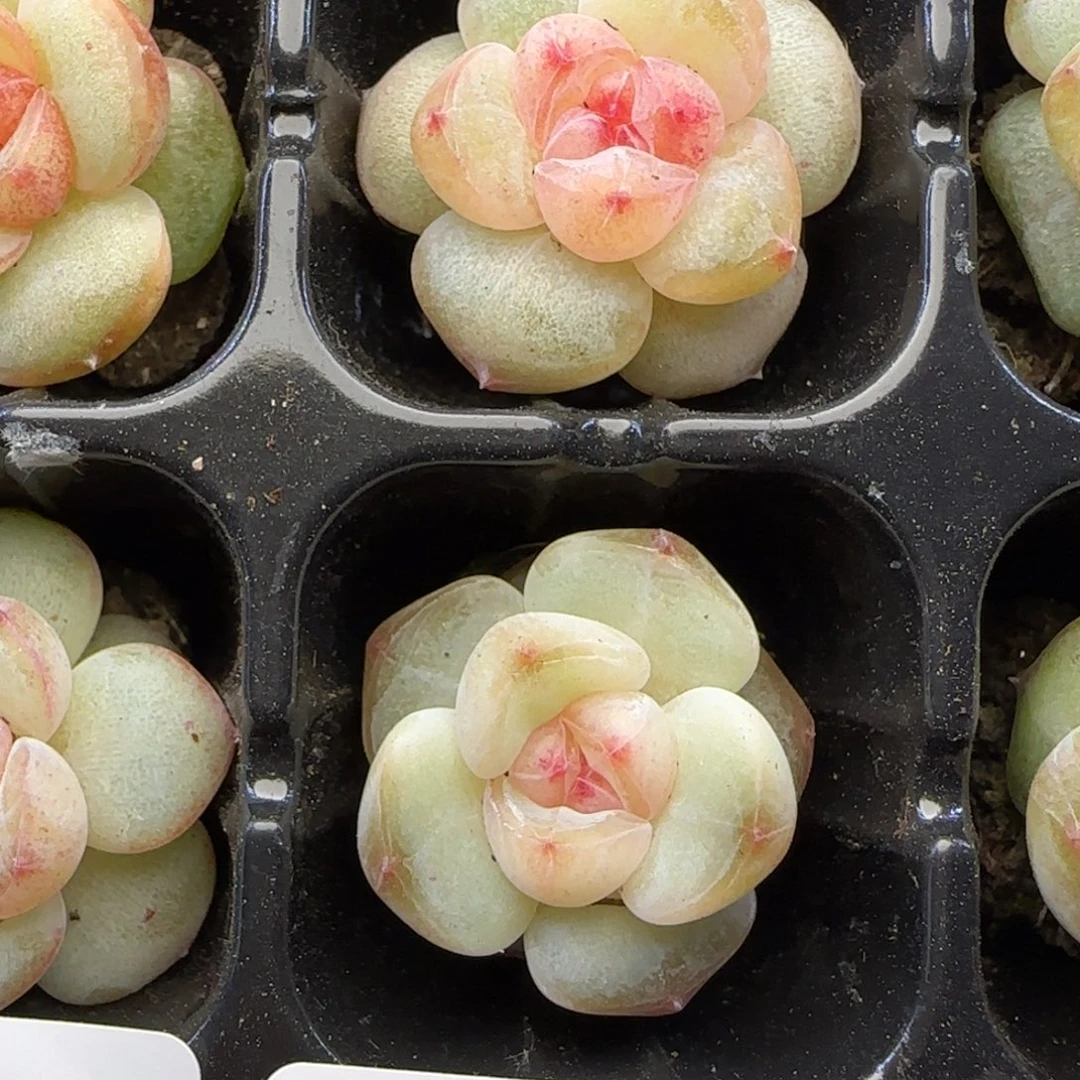 【29包邮非偏远】852两颗