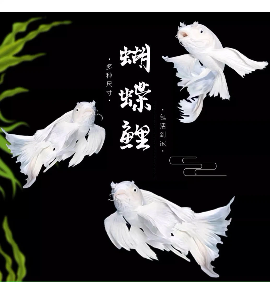 18-22公分普身蝴蝶鲤鱼 渔场养鱼小型饲养混养好养蝴蝶鲤观赏鱼