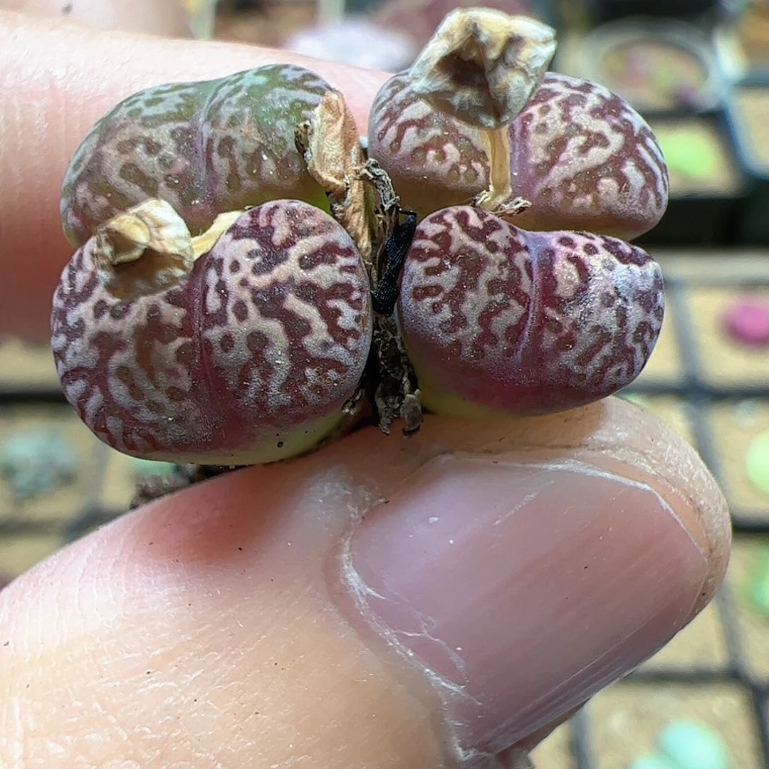 【闪购商品】265 鸟