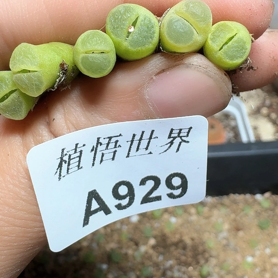 10颗一组量拍多肉植物pub