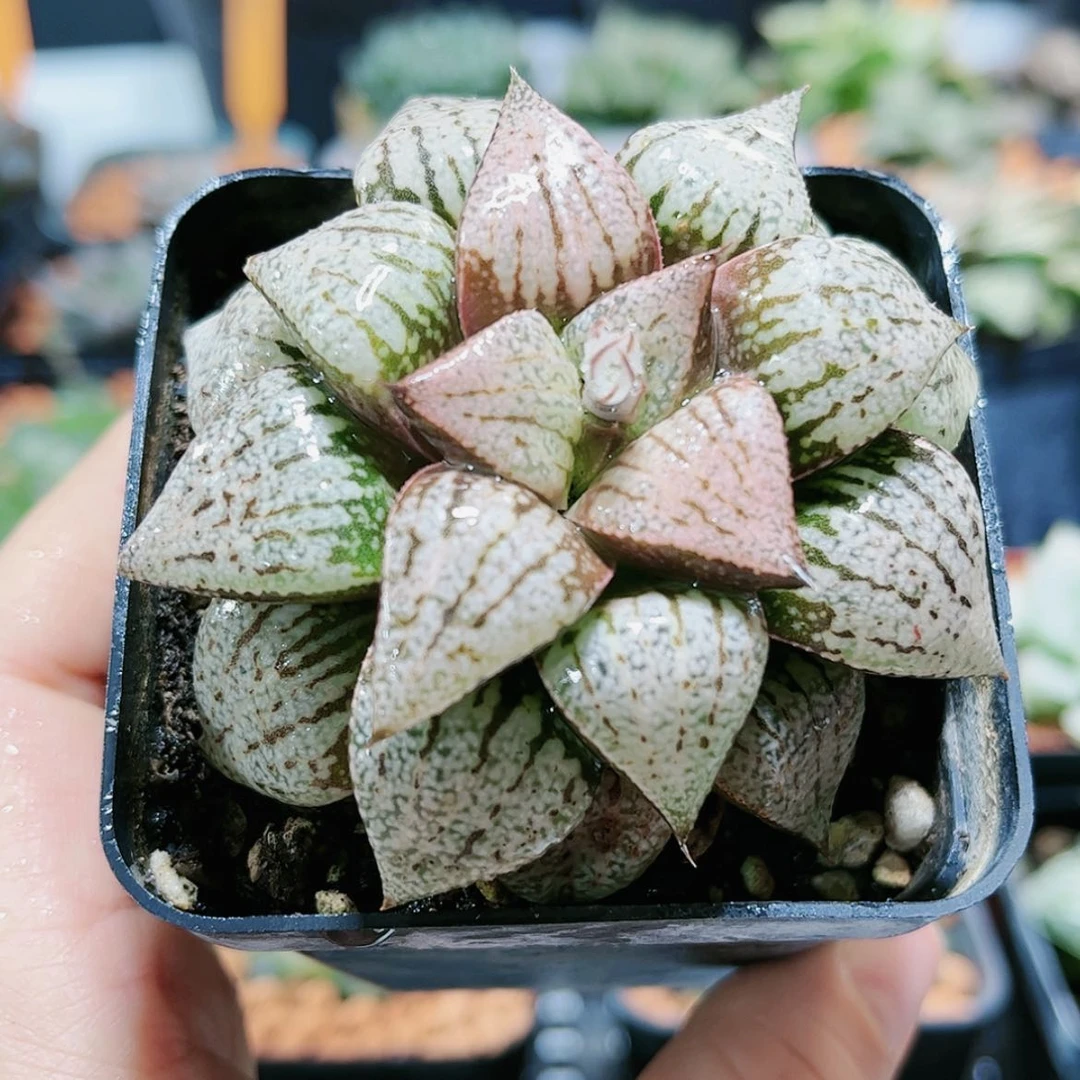 【闪购商品】实生白银