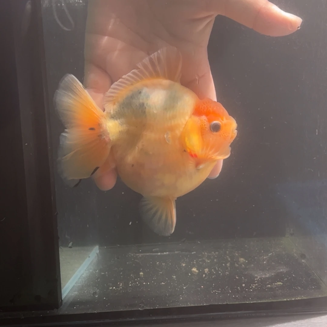 金鱼56544568885565555556