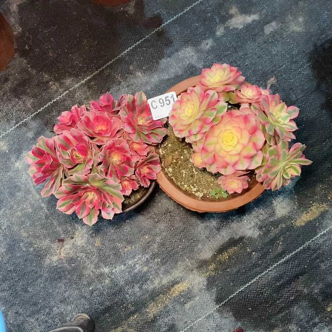 所***！组合951多肉11111