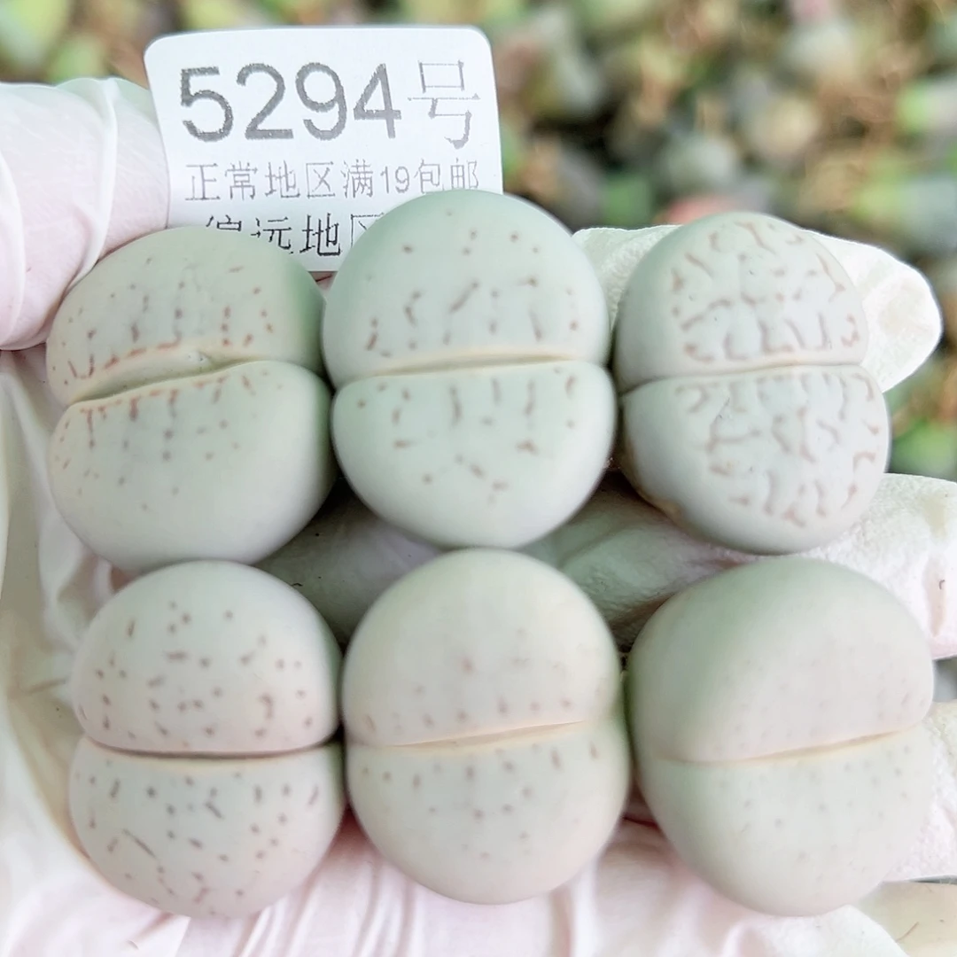 5294四年大白9个2.5cm左右侧面老疤特价