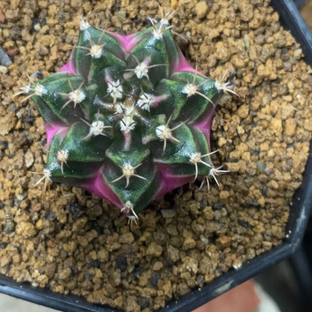 当前无花朵，栽培后可花朵泡泡糖