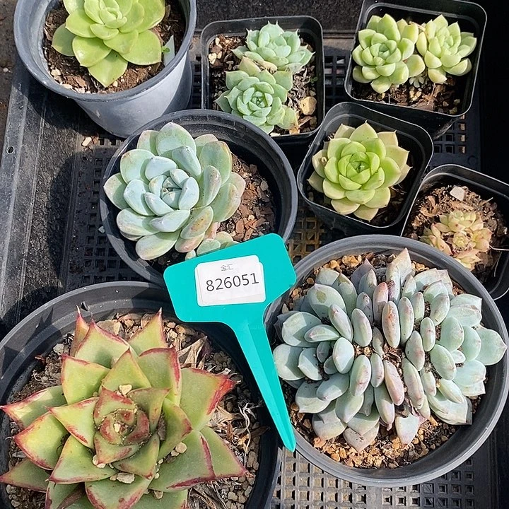 一筐多肉，826051