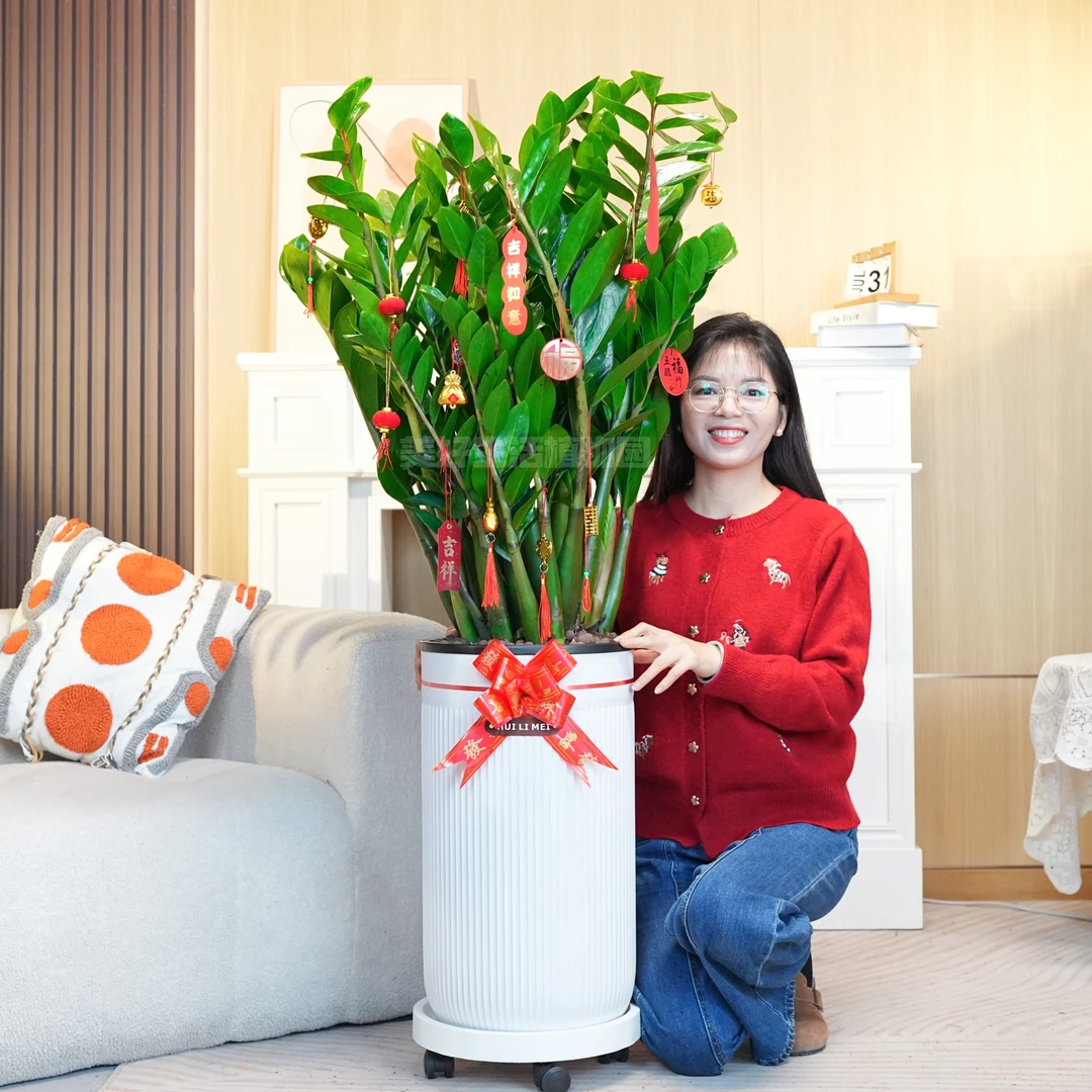 【含盆1米-1.2米】顺丰包邮8年老桩苗金钱树大型懒人客厅摆件绿植