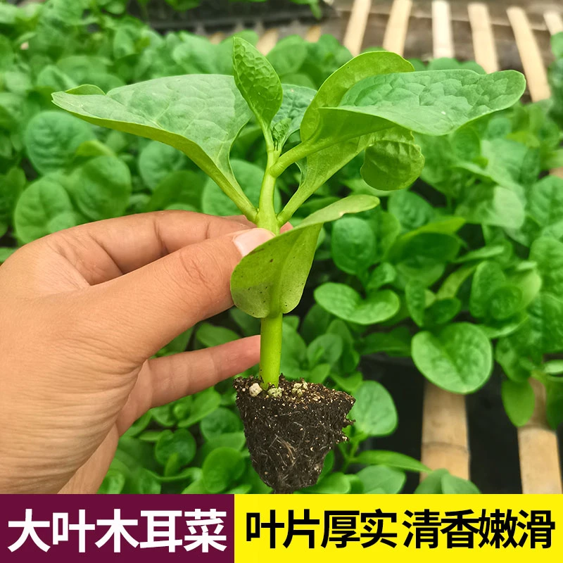 大圆叶木耳菜苗带土适合阳台庭院四季种植蔬菜秧苗小菜园蔬菜苗秧