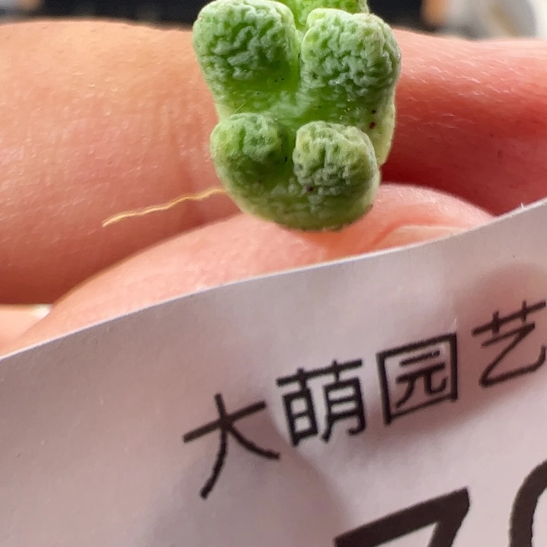 0000970 一物一拍……