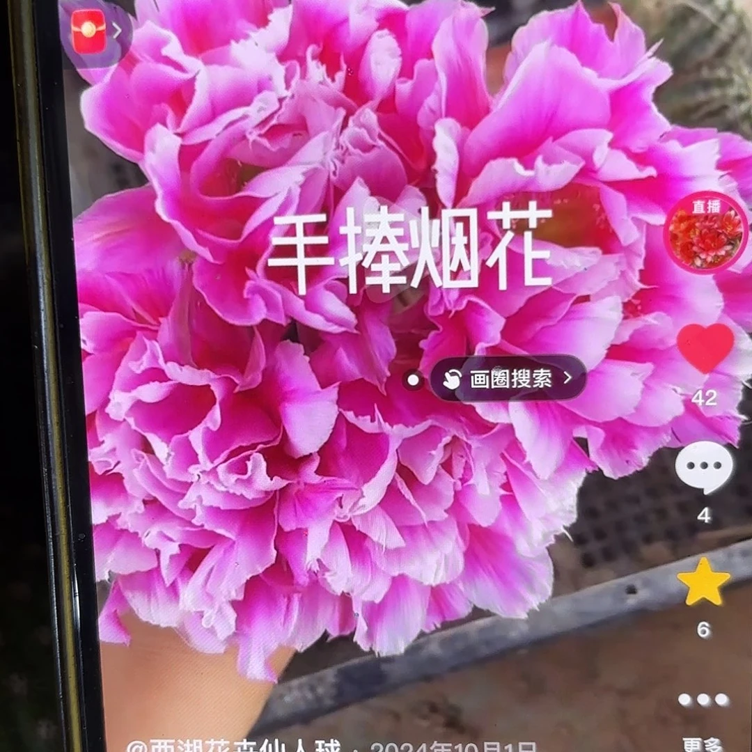 带根烟花彩侧牙20包邮仙人球瑕疵