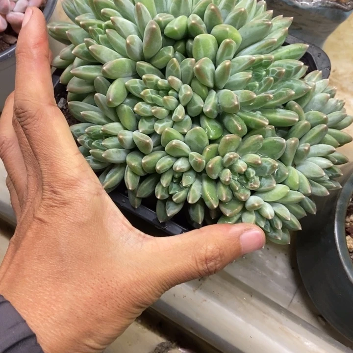 1***0多肉植物一物一拍