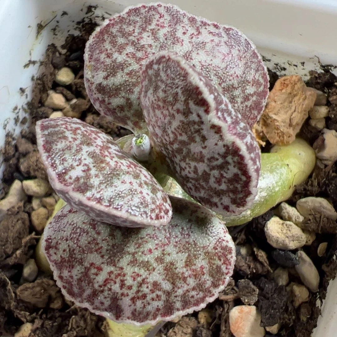 无花朵腰子蛋单头蝴蝶结多肉植物水泡