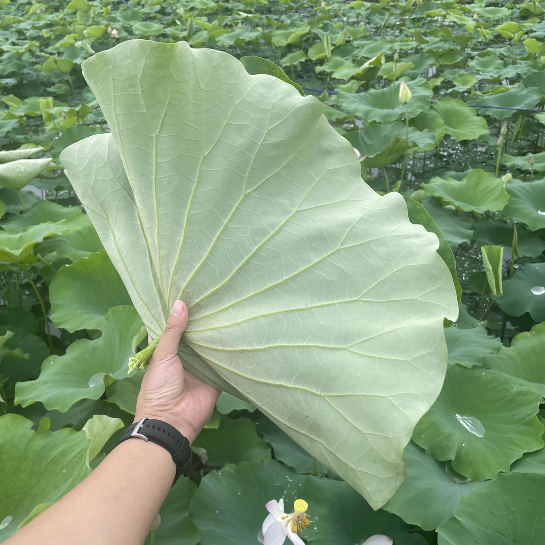 新鲜荷叶整张现摘现发莲子叶包糯米鸡叫花鸡荷叶酒店料理摆盘荷叶