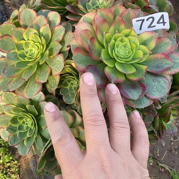 奶白多肉724多肉不包断