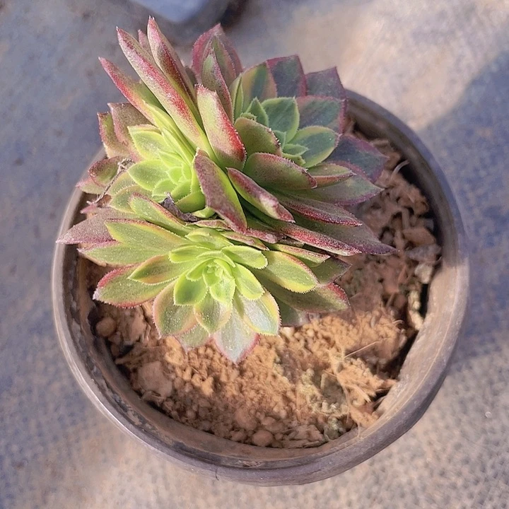 小老桩法师满25包邮