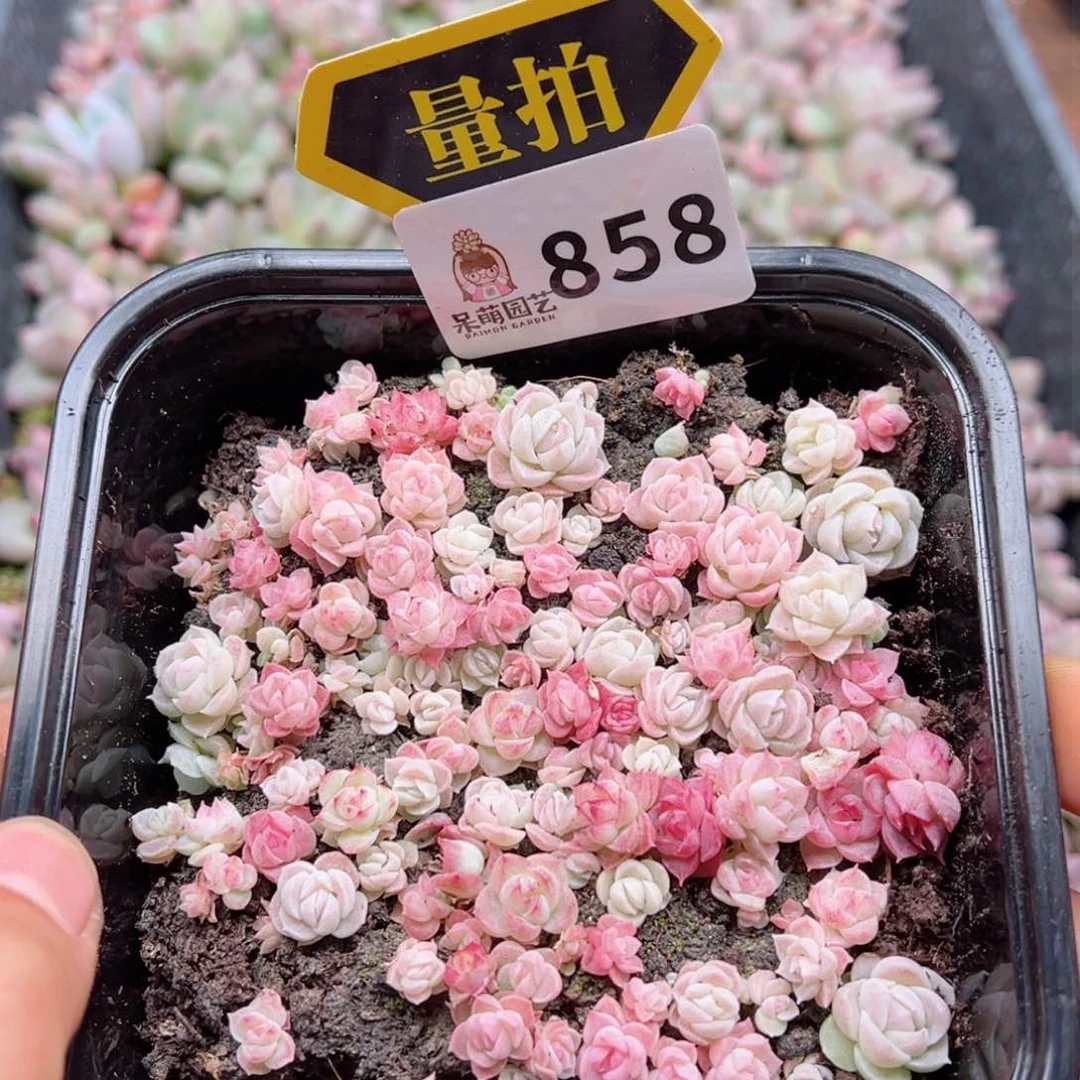 多肉植物多肉植物